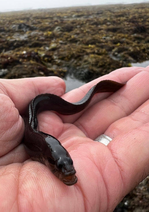 Black Prickleback